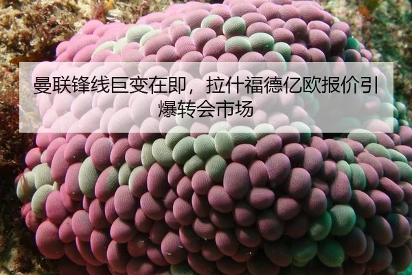 man-lian-feng-xian-ju-bian-zai-ji-la-shen-fu-de-yi-ou-bao-jia-yin-bao-zhuan-hui-shi-chang-2-701.jpg